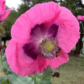 Enormous Oriental poppy flower - just look at the size of the honeybee