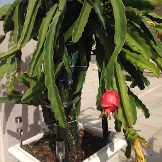 dragon fruit plant in pot
