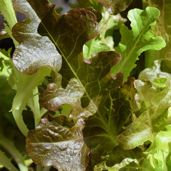 Green and bronze oakleaf lettuces are a loose leaf type