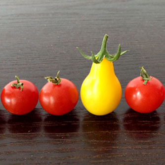 The unusual yellow pear tomato among regular cherry tomatoes