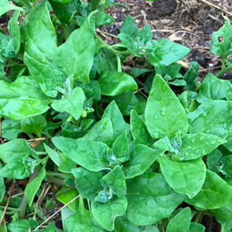 Warrigal greens will spread out and make a dense groundcover