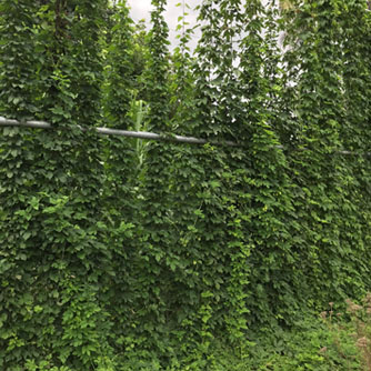 Hops growing on a large scale