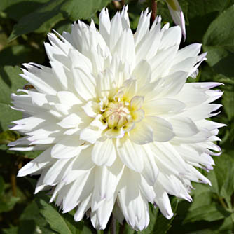An unmissable white dahlia