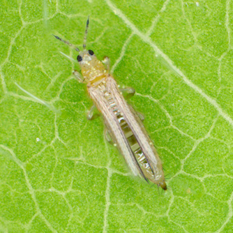 Close up image of an onion thrips