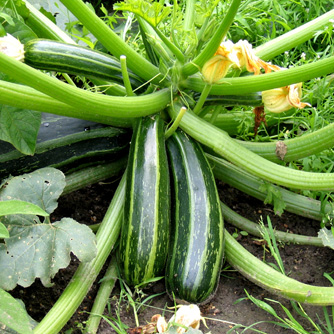 Cocozelle zucchini with light green stripes