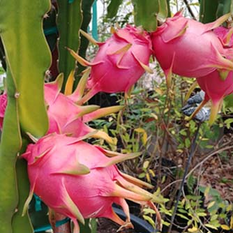 How Does Your Dragon Fruit Grow?