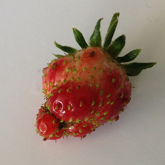 Misshapen fruit caused by insect attack when forming, poor pollination or due to a virus