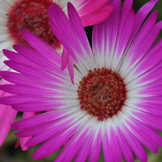 Close up of the Livingstone daisy flower